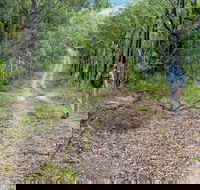 Kangaroo River Walking Track - Surfers Gold Coast