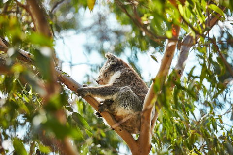 Koala Conservation Reserve - Surfers Gold Coast 1