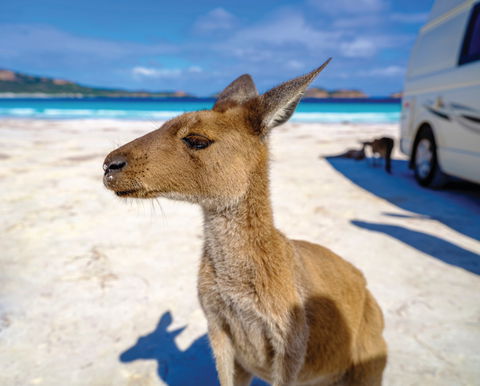 Lucky Bay - Surfers Gold Coast 0