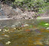 Mount Boss State Forest - Surfers Gold Coast