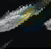 Mushroom Reef Marine Sanctuary - Surfers Gold Coast