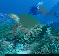 Pams Point - Surfers Gold Coast