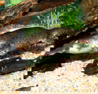 Platypus House - Surfers Gold Coast