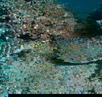 Round Bommie - Surfers Gold Coast