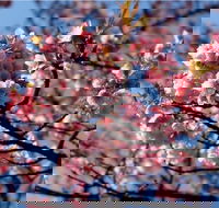 Sakura Avenue - Surfers Gold Coast