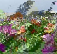 Smokin Heights Iris Display Garden - Surfers Gold Coast