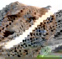 Tasmania Zoo - Surfers Gold Coast