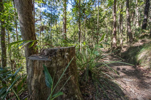 Thylogale Track - Surfers Gold Coast 0