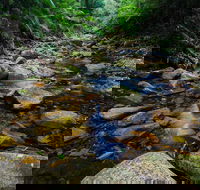 Willi Willi - Surfers Gold Coast