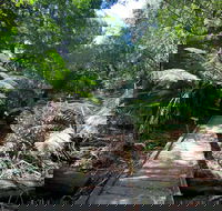 Wirrawilla Rainforest Walk - Surfers Gold Coast