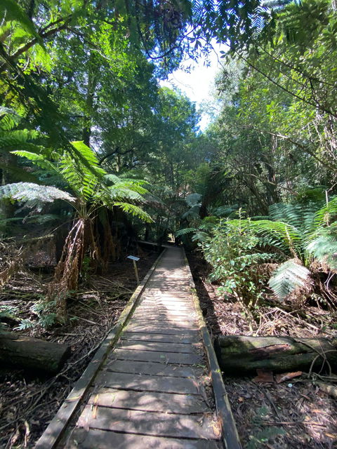 Wirrawilla Rainforest Walk - Surfers Gold Coast 0