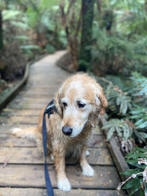 Wirrawilla Rainforest Walk - Surfers Gold Coast 1