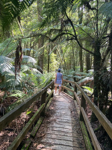 Wirrawilla Rainforest Walk - Surfers Gold Coast 2