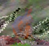 Arkaroola Wilderness Sanctuary - Surfers Gold Coast