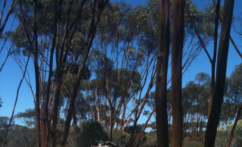 Boorabbin National Park - Surfers Gold Coast 0