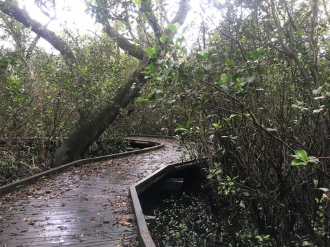 Carole Green Walkway - John Oxley Reserve - Surfers Gold Coast 0