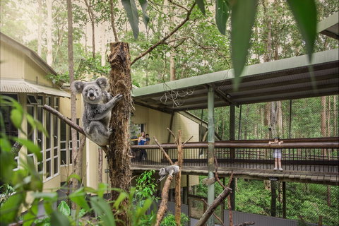 Daisy Hill Koala Centre - Surfers Gold Coast 0