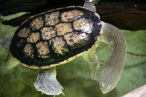 Discover Deadly - Surfers Gold Coast 1