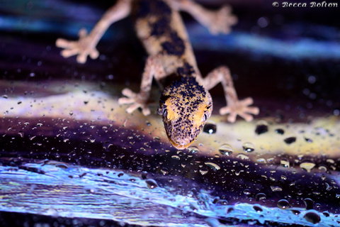 Discover Deadly - Surfers Gold Coast 2