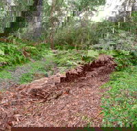Forest Walking Track Gibraltar Range National Park - Surfers Gold Coast