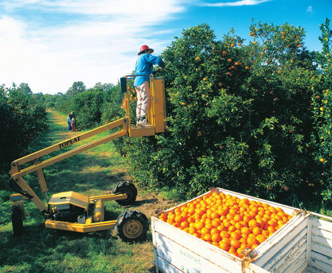 Gayndah's Big Orange - Surfers Gold Coast 0