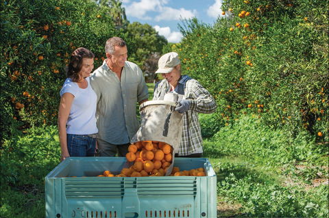Gayndah's Big Orange - Surfers Gold Coast 1