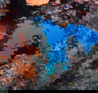 Heron Bommie - Surfers Gold Coast