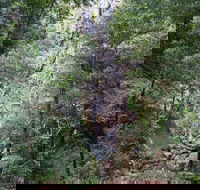 Kondalilla Falls Circuit Kondalilla National Park - Surfers Gold Coast