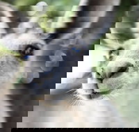 Lochern National Park - Surfers Gold Coast