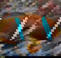 Nursery Reef - Surfers Gold Coast