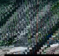 Old Tambo Downhill Mountain Bike Track - Surfers Gold Coast