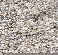 Shell Beach - Surfers Gold Coast