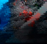 Stepping Stones Dive Site - Surfers Gold Coast