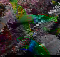 Sunshine Reef - Surfers Gold Coast