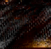 Tamborine Mountain Glow Worm Tours - Surfers Gold Coast