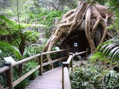 Tamborine Mountain Glow Worm Tours - Surfers Gold Coast 2