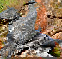 Thunderbolt's Statue and Constable Walker Memorial - Surfers Gold Coast
