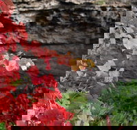 Umpherston Possum Tours - Surfers Gold Coast