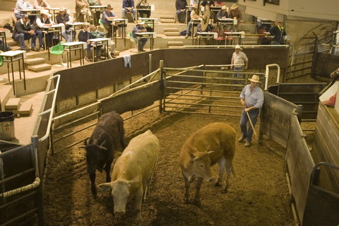 Wagga Wagga Livestock Marketing Centre - Surfers Gold Coast 0