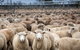 Wagga Wagga Livestock Marketing Centre - thumb 1