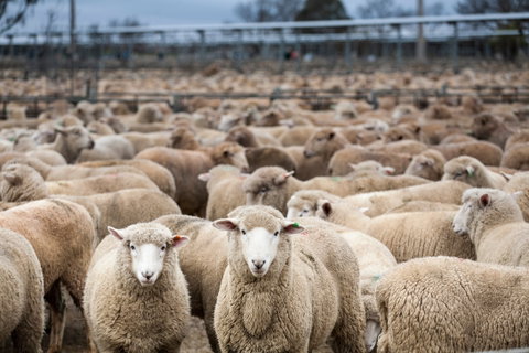 Wagga Wagga Livestock Marketing Centre - Surfers Gold Coast 1