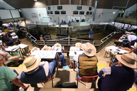 Wagga Wagga Livestock Marketing Centre - Surfers Gold Coast 2