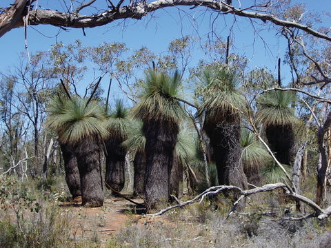 Warby-Ovens National Park - Surfers Gold Coast 2