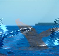 Whale Watching on Keswick Island - Surfers Gold Coast