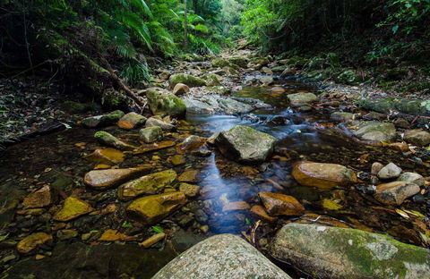 Willi Willi National Park - Surfers Gold Coast 0