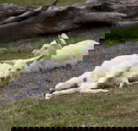 Yarra Valley Nocturnal Zoo - Surfers Gold Coast