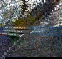 Arthurs Seat to Kings Falls Walk - Surfers Gold Coast