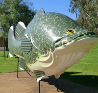 Big Murray Cod - Surfers Gold Coast