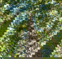 Big Sky National Parks - Surfers Gold Coast