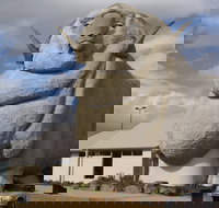 Big Merino - Surfers Gold Coast